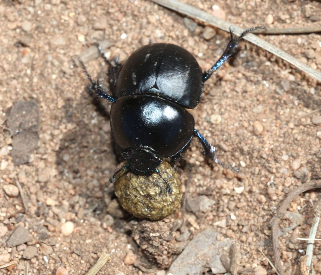 Geotrupidae:  Jekelius (Jekelius) intermedius